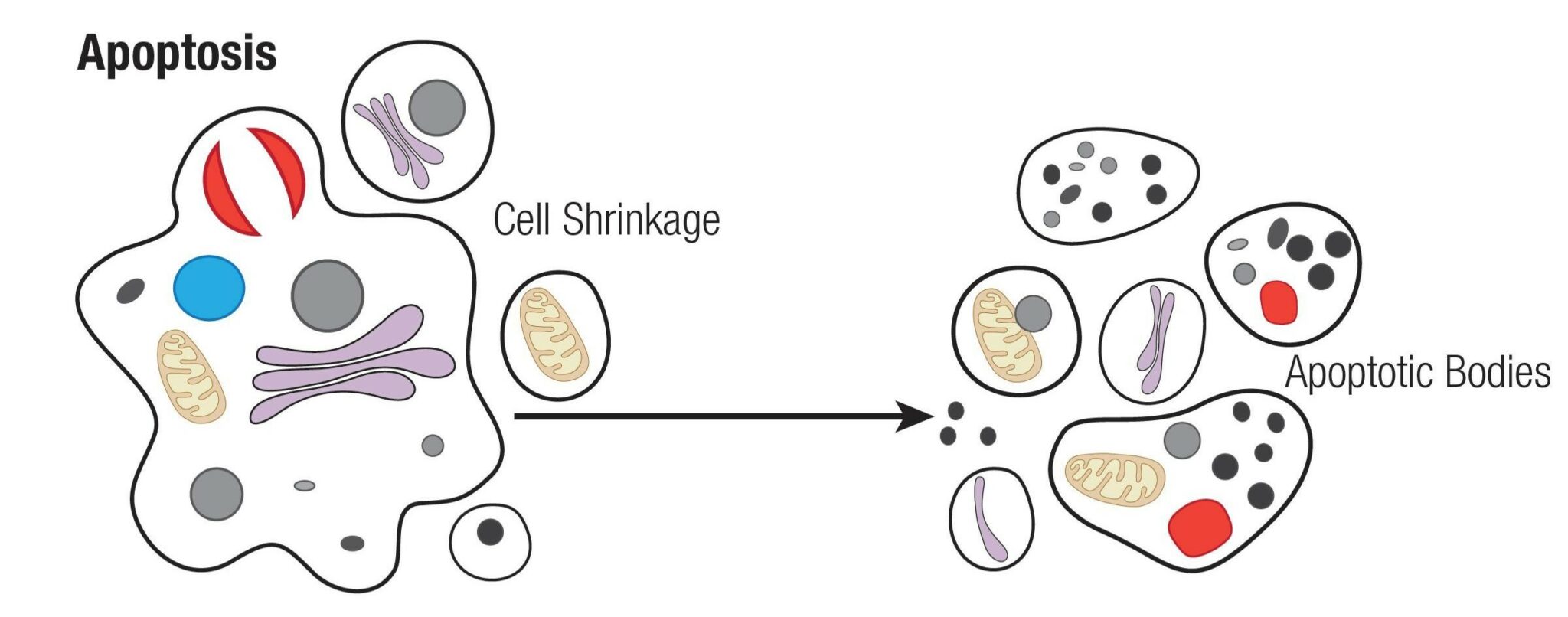 Apoptosis: Introduction, Regulators, Caspases And Apoptotic Pathways