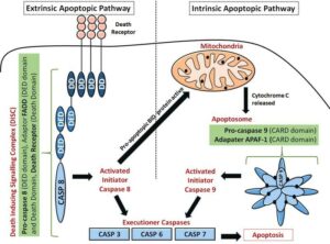 Apoptotic pathways- Intrinsic and extrinsic