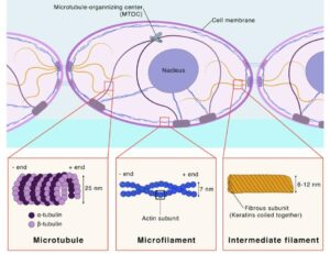 Cytoskeleton