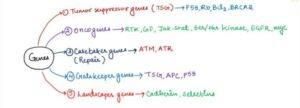 Genes involved in cancer development and their examples