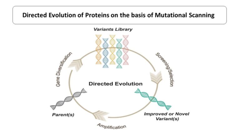 Directed Evolution of Proteins on the basis of Mutational Scanning
