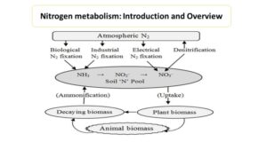 Agriculture Microbiology Microbiology Notes