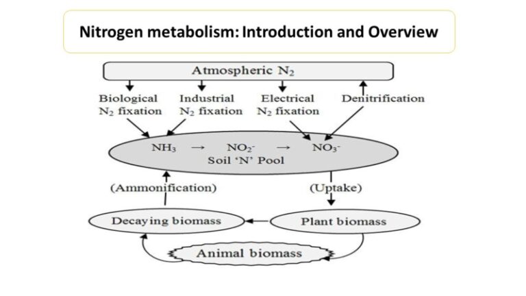 Nitrogen metabolism: Introduction and Overview