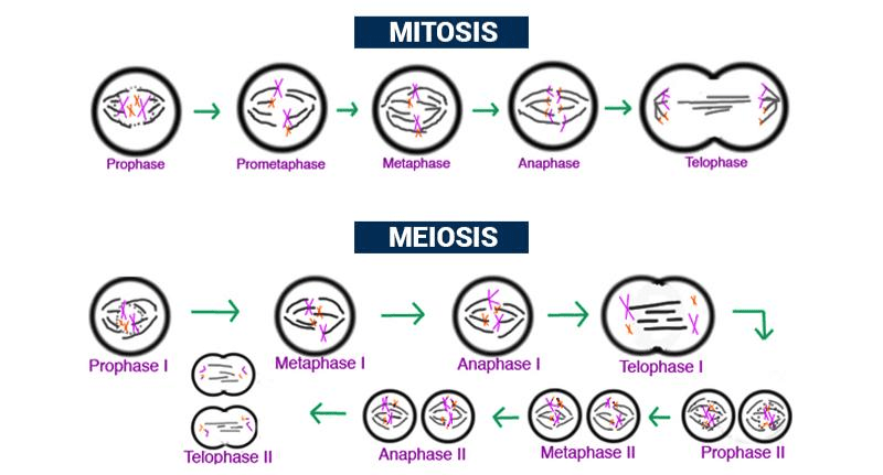 Cell Cycle: Introduction, Phase, Mechanism and Significance