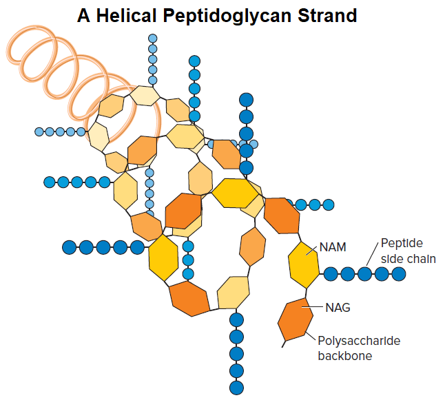 Bacterial Cell Walls Microbiology Notes