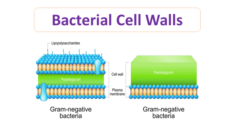 bacterial cell wall diagram