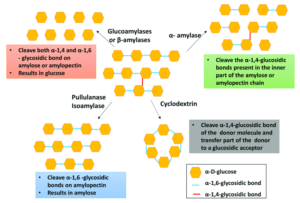 Enzymatic hydrolysis of starch
