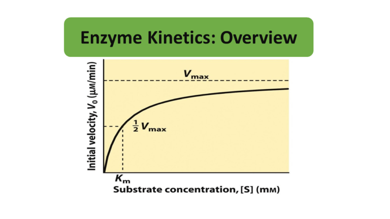 Enzyme Kinetics: Overview