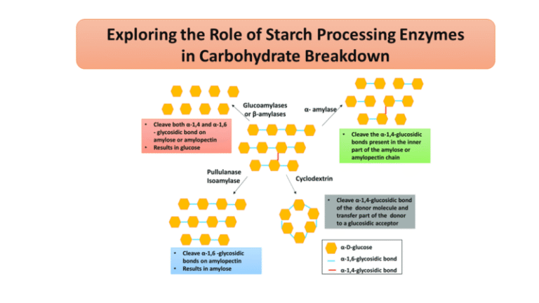 Exploring the Role of Starch Processing Enzymes in Carbohydrate Breakdown