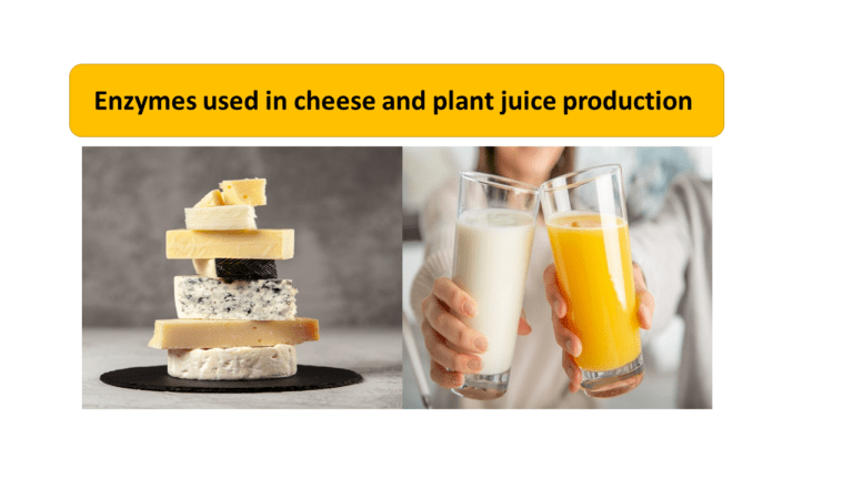 Enzymes used in cheese and plant juice production