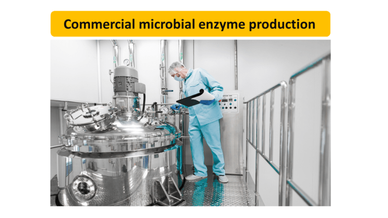 Commercial microbial enzyme production