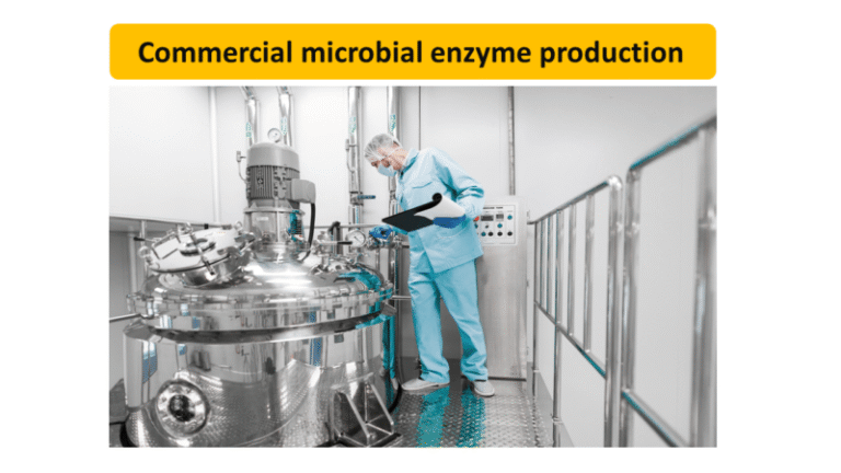 Commercial microbial enzyme production