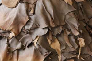 Enzymes used in leather manufacture