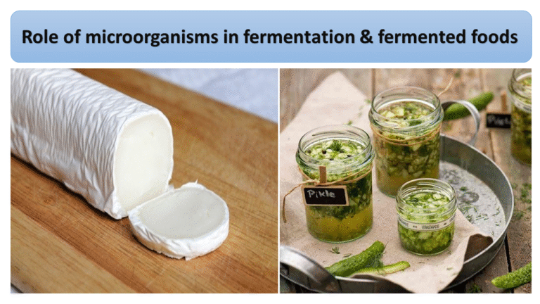 Role of microorganisms in fermentation & fermented foods