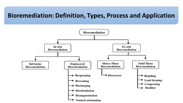 Bioremediation: Definition, Types, Process and Application
