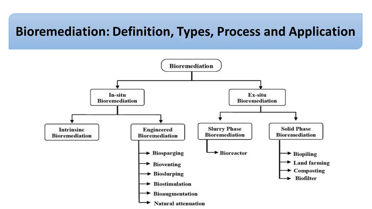 Bioremediation: Definition, Types, Process and Application
