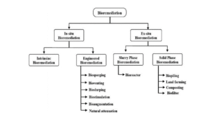 Types of bioremediation