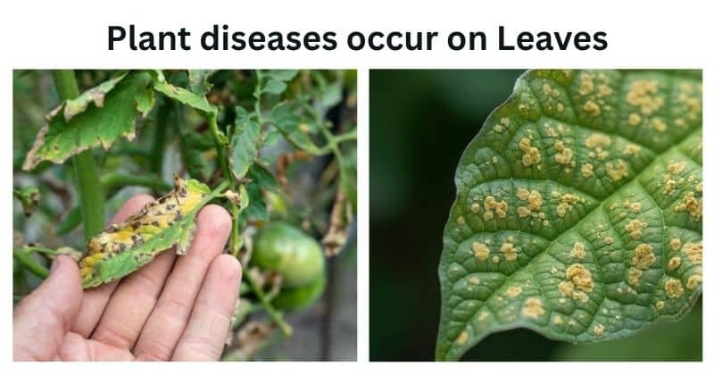 Plant pathology: Disease on leaves