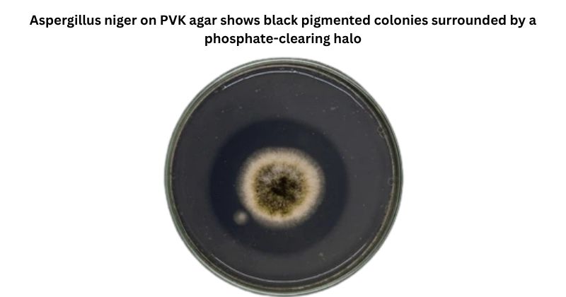 Aspergillus niger on Pikovskaya’s Agar