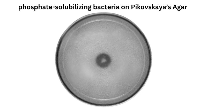 Phosphate-solubilizing bacteria on Pikovskaya’s Agar