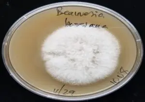 Beauveria bassiana on Sabouraud Dextrose Agar (SDA)