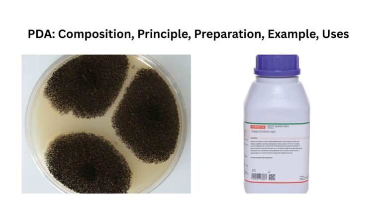 Potato Dextrose Agar (PDA)