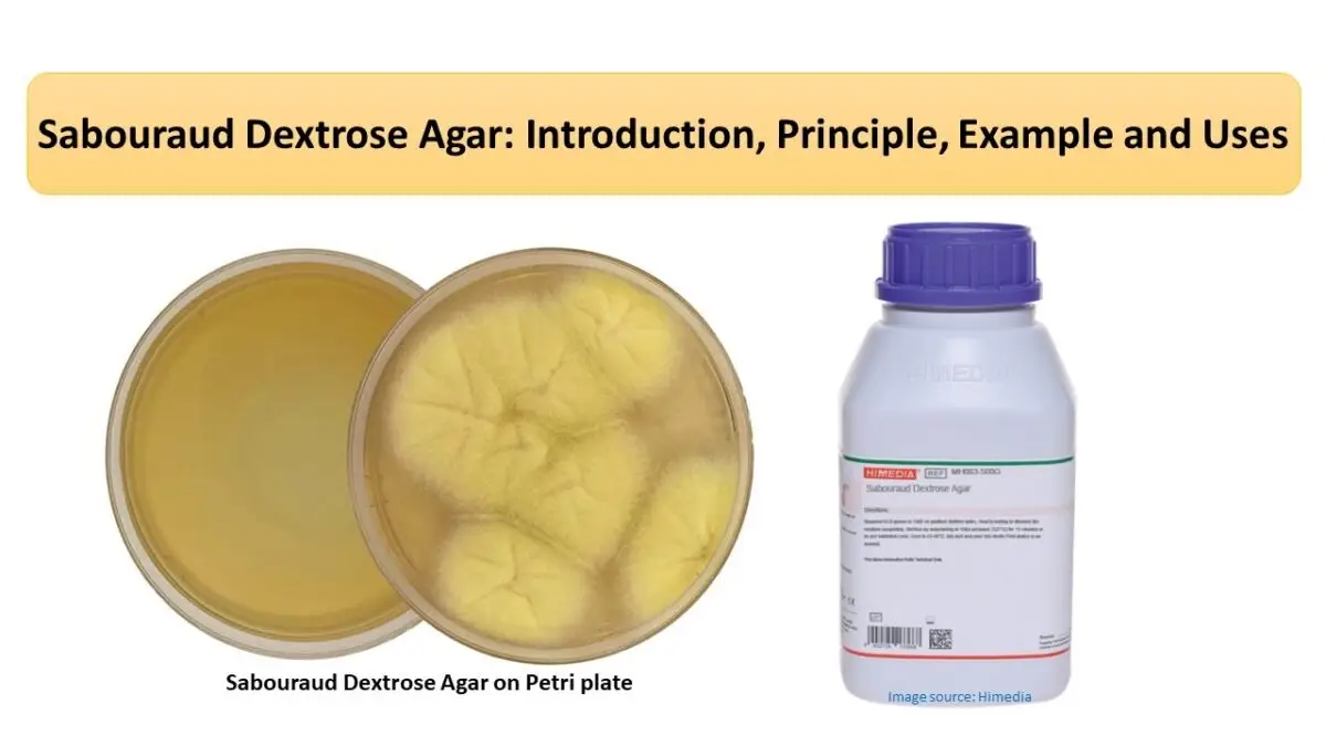Sabouraud Dextrose Agar (SDA)