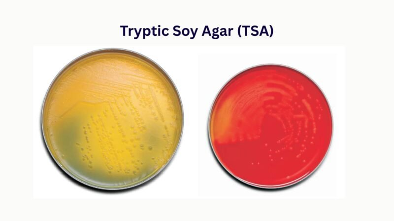 Sterilized Tryptic Soy Agar Plates – 10 Pack, 100mm X 15mm, Prepared Media By Seaweed Solution