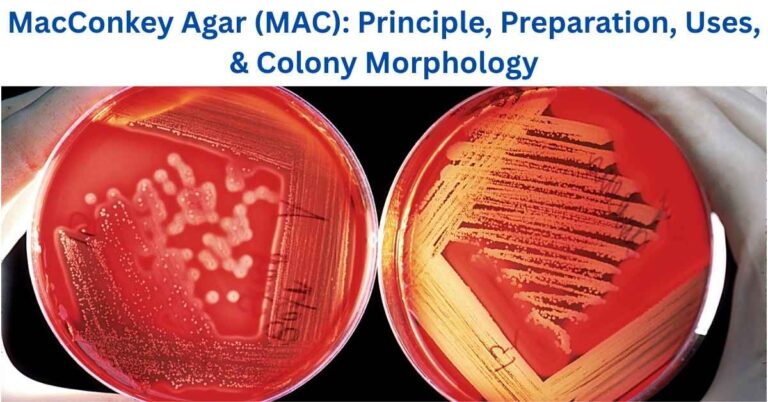 MacConkey Agar