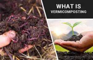 Vermicomposting