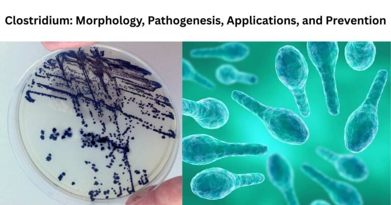 Clostridium Morphology, Pathogenesis, Applications, and Prevention