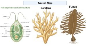 Green Gold: Exploring the Biology, Types, and Benefits of Algae ...