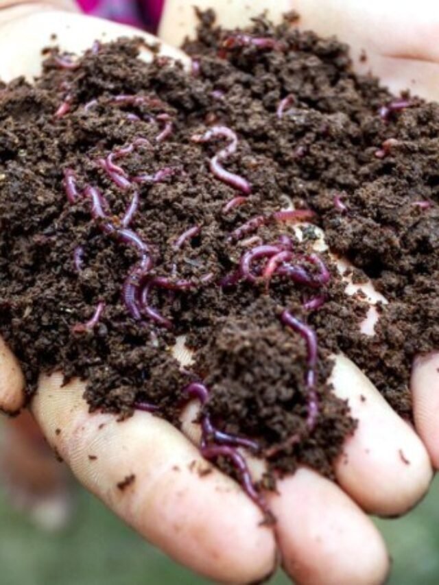 Vermicomposting Organisms Involved