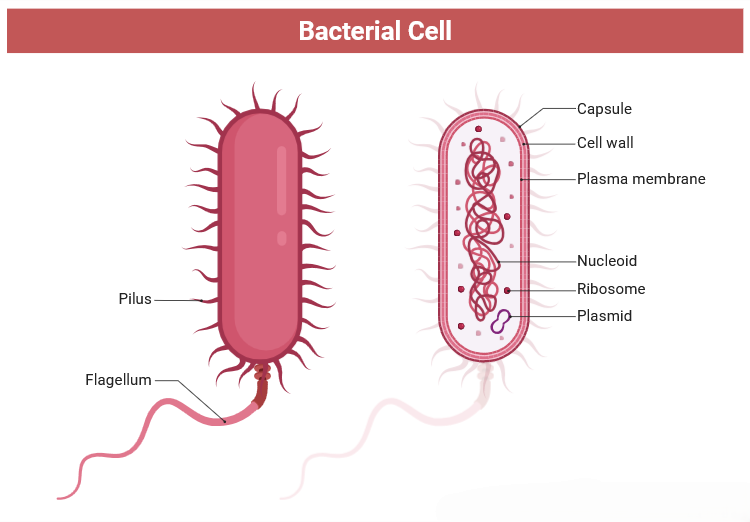 Bacterial Cell structure
