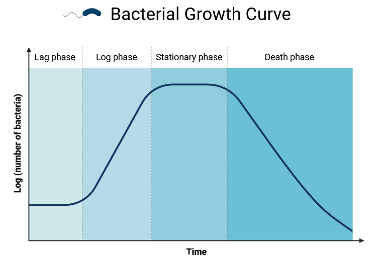 What Are Bacteria? A Complete Study Notes and Guide - Microbiology Notes