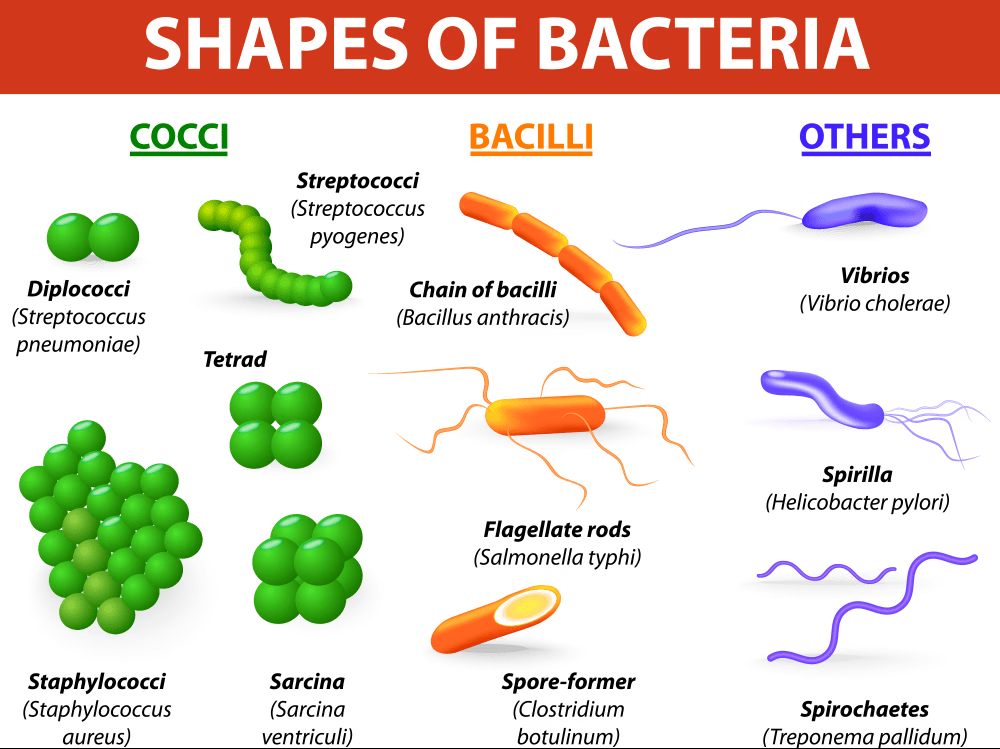 Shapes and Arrangements of Bacteria