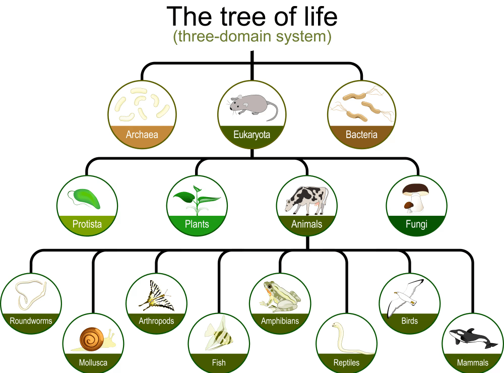 Three domains of life-Bacteria, Archaea, and Eukaryota