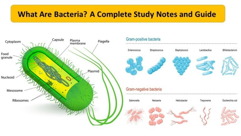 What Are Bacteria?