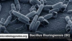 Bacillus thuringiensis