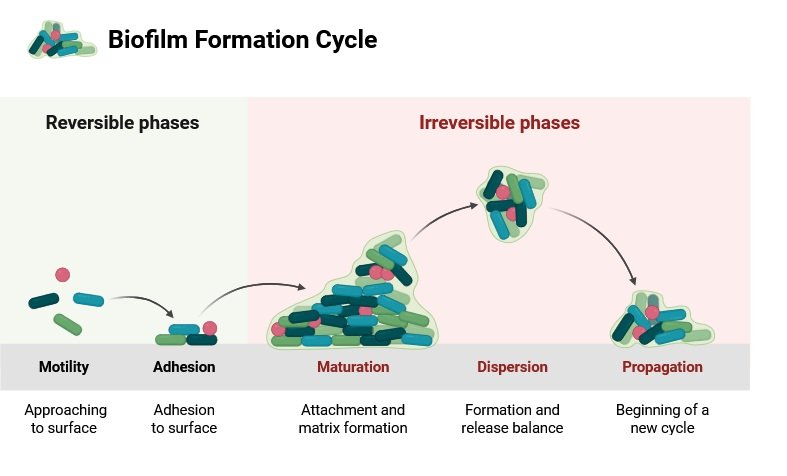 Biofilms formation