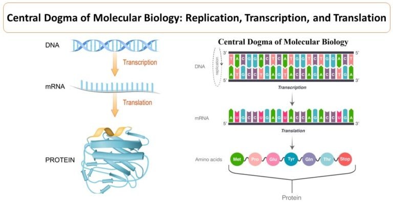 Central Dogma of Molecular Biology