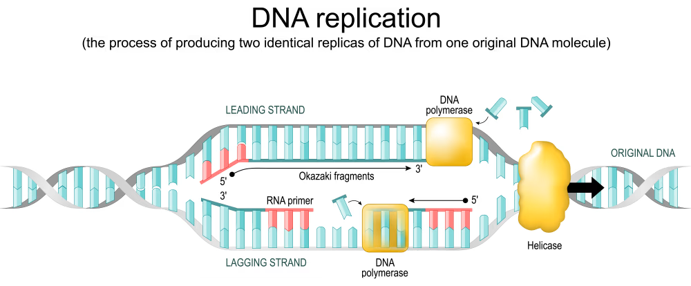 DNA Replication