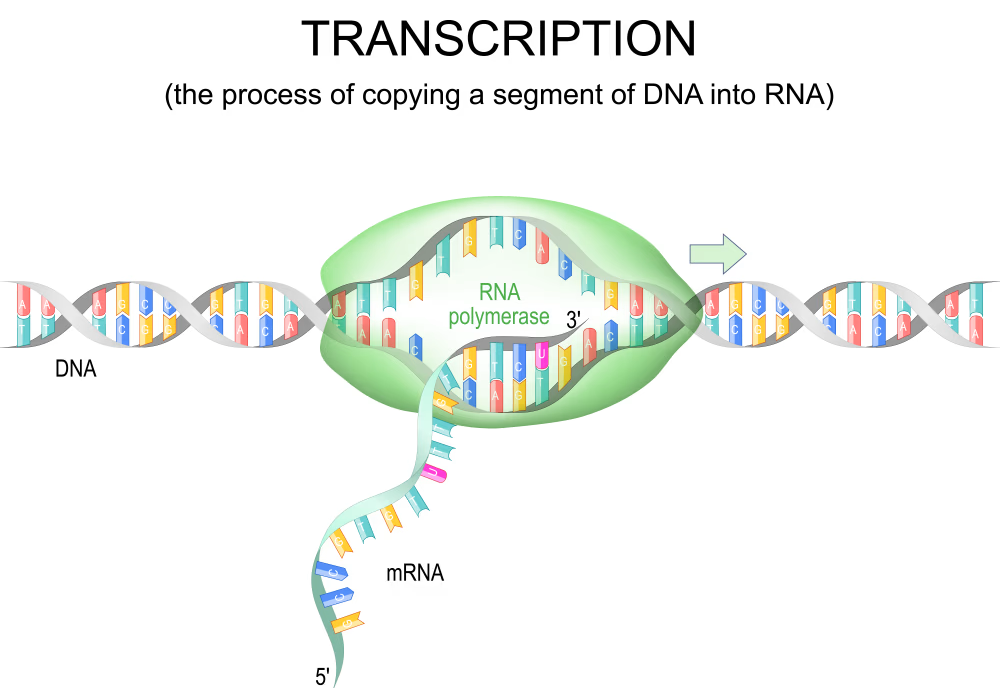 DNA Transcription
