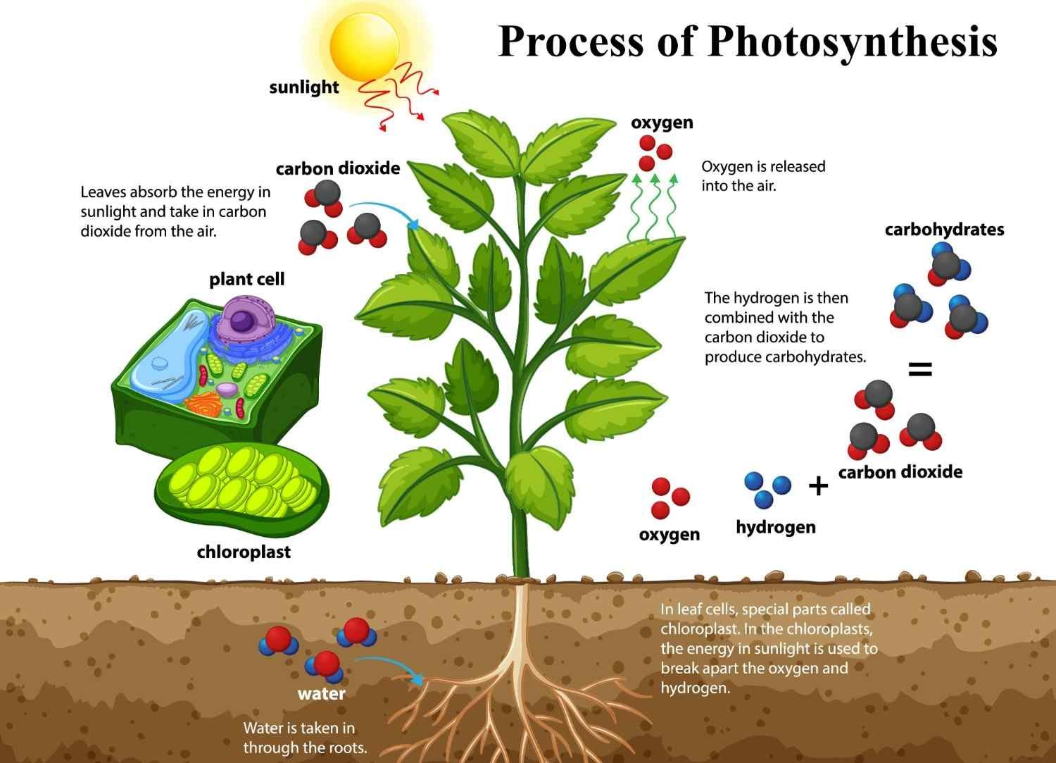 What is Photosynthesis?explained in details