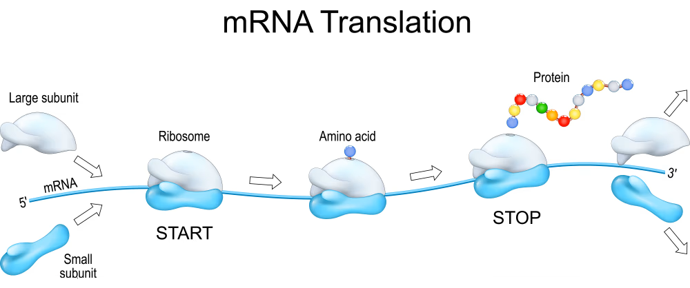 Ribosome and mrna translation protein synthesis