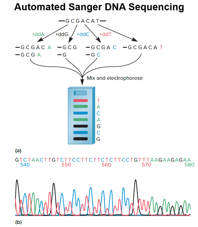 Automated Sanger DNA Sequencing