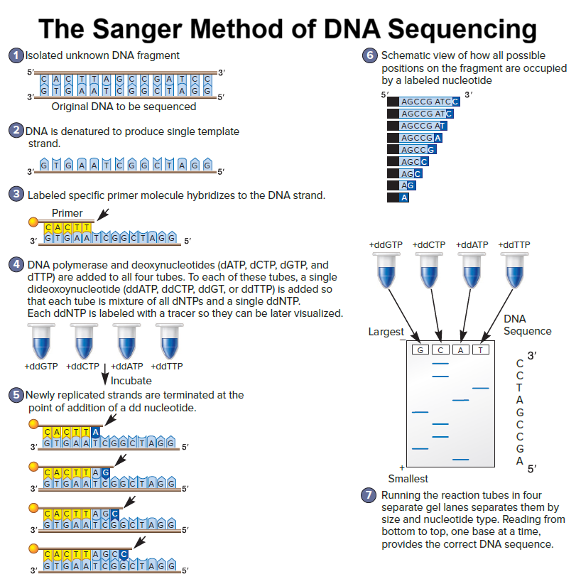 The Sanger Method of DNA Sequencing